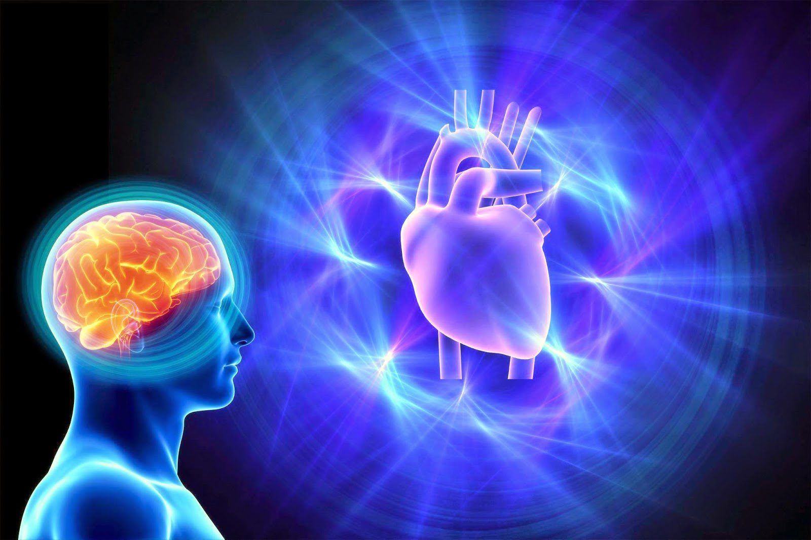 thebrain and heart thebrain and heart