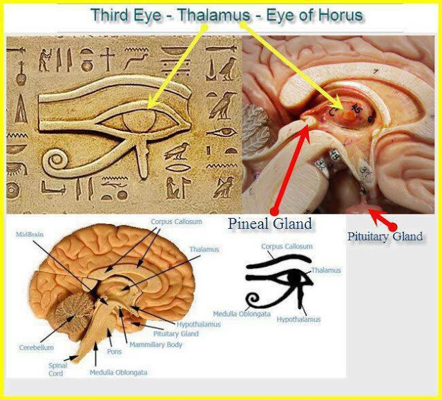 Pineal Gland Eye of Horus