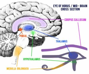 pineal gland eye of horus