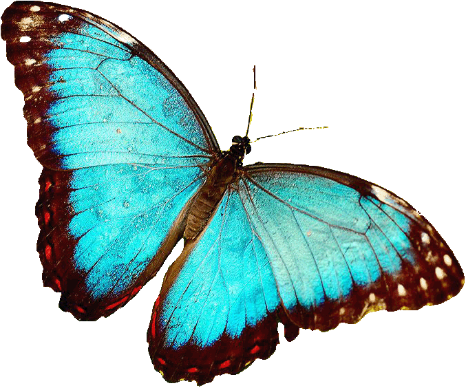 list 5 causes of biodiversity loss
