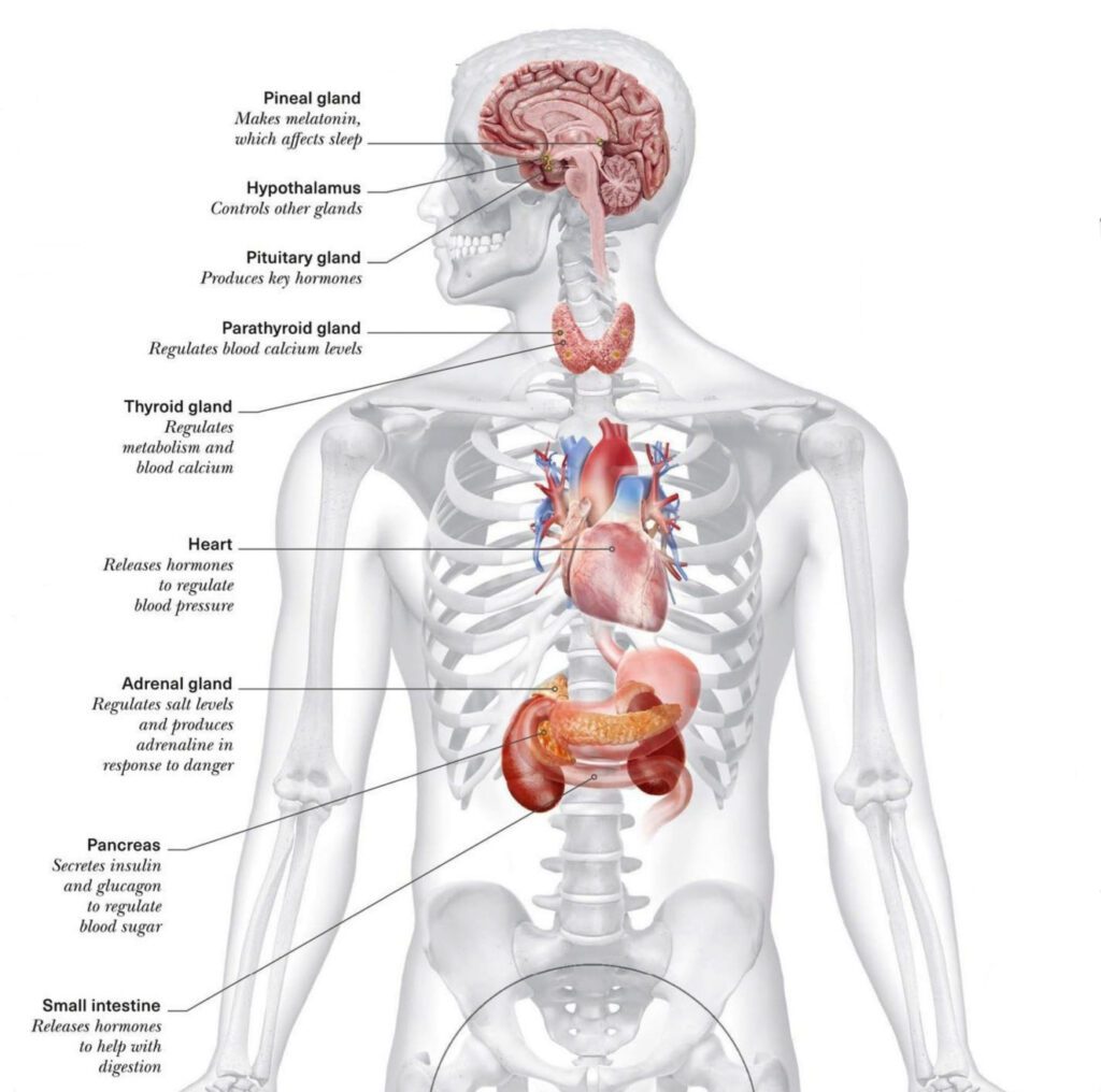 YOGA AND THE ENDOCRIINE SYSTEM