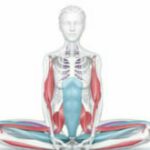 The Health Benefits of Yoga